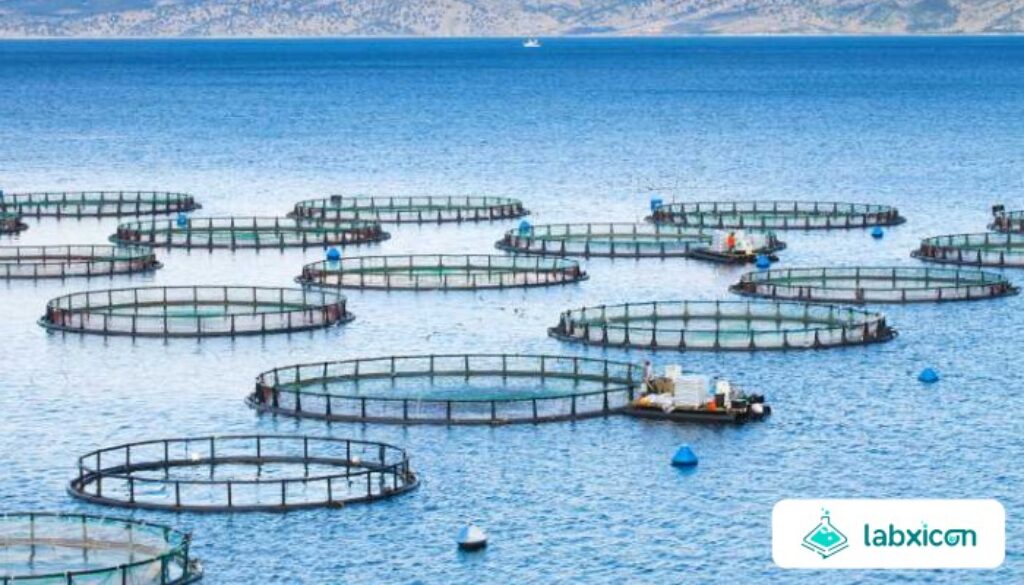 Inovasi Teknologi Aquaculture Modern untuk Meningkatkan Produktivitas dan Keberlanjutan