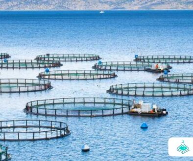 Inovasi Teknologi Aquaculture Modern untuk Meningkatkan Produktivitas dan Keberlanjutan
