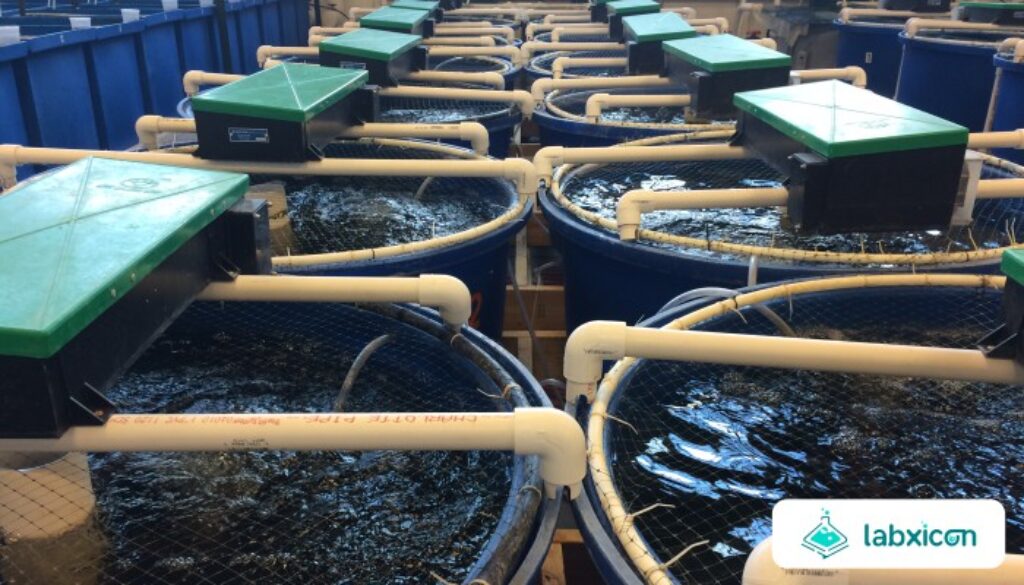 Peran Aquaculture dalam Ketahanan Pangan Global Peluang, Tantangan, dan Masa Depan Industri