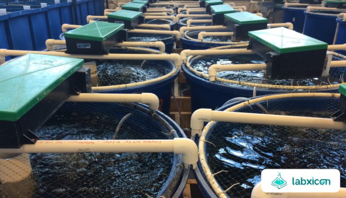 Peran Aquaculture dalam Ketahanan Pangan Global Peluang, Tantangan, dan Masa Depan Industri