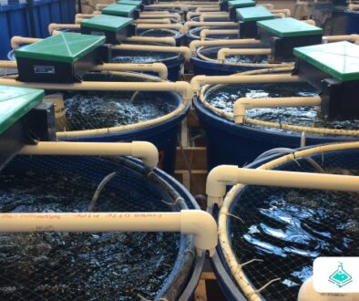 Peran Aquaculture dalam Ketahanan Pangan Global Peluang, Tantangan, dan Masa Depan Industri